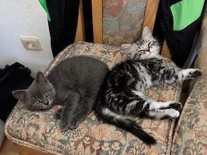Katzenbabys zu verkaufen 