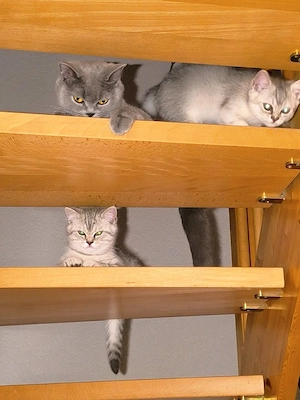 Süße BKH Kitten abgabebereit 