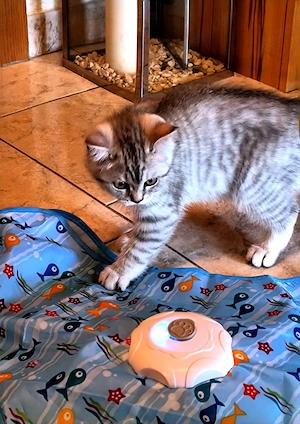 Süße BKH Kitten abgabebereit 