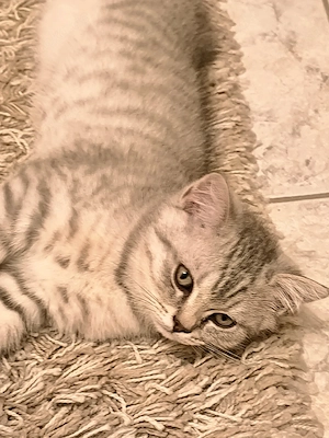 Süße BKH Kitten abgabebereit 