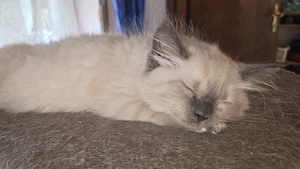 Edelwaldkatzenmix Neva Masquarade Sibirische Waldkatzen Norwegische Amerikanische Kitten