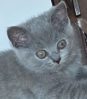 BKH weibliches blaugraues Kitten sucht ein liebevolles Zuhause!