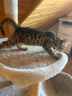 Kätzhen suchen bald neu zu Hause.