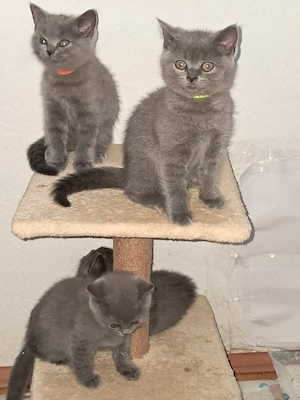  3 BKH blaugraue Kitten 1 Junge und 2 Weibchen suchen liebevolles Zuhause 