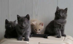 Katzenbabys BKH x Russisch Blau Edelmix Kitten