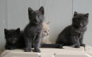 Katzenbabys BKH x Russisch Blau Edelmix Kitten