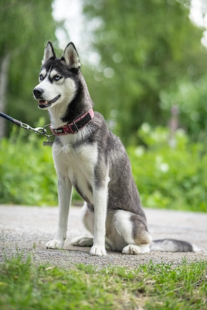 Huskys suchen ein neues Zuhause 