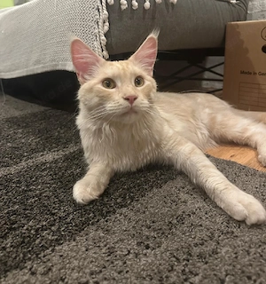 Maine Coon Duo sucht Für-Immer-Zuhause