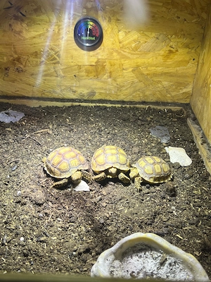 3 Spornschildkröten inklusive komplettem Zubehörpaket abzugeben