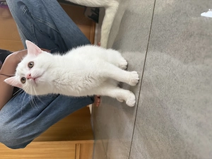 BKH mix Katzen 15 Woche Alt 