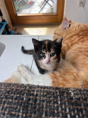 Maine Coon Mix Kitten 