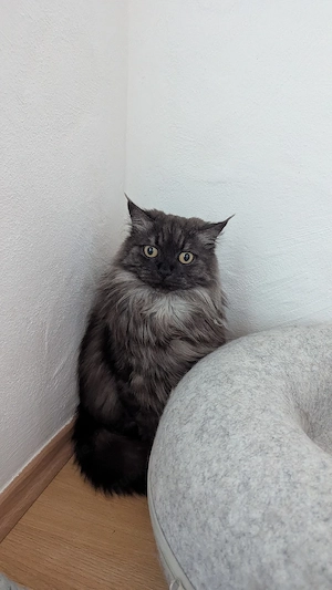 Suche liebevolles Zuhause für meine Maine Coon-Perser Mix Dame (5 Jahre)