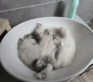 Birma kitten, heilige Birmakitten,  Kätzchen 