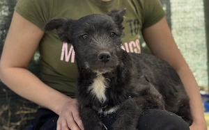 Zuhause gesucht für Belinda