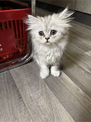 Zuckersüßes BKH-Perser-Mix Katzenmädchen  Rosie  (geb. 3. Mai) sucht ein liebevolles Zuhause!