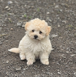 Maltipoo Rüden