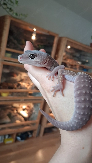 Leopardgecko Blizzard MidnightBlizzard Weibchen 0.1