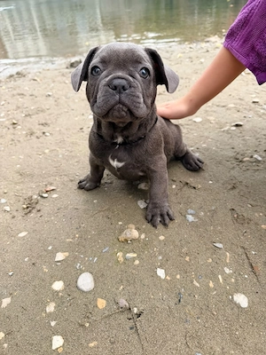 Welpe Französische Bulldogge in Farbe Blue