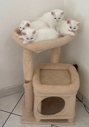    Wunderschöne Britisch Kurzhaar (BKH) Kitten suchen ein liebevolles Zuhause   