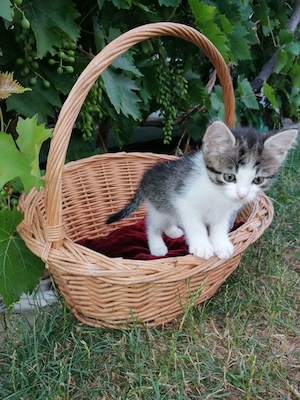 Wuderbare Babykater