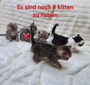  Wunderschöne BKH-Perser Mix Kitten abzugeben
