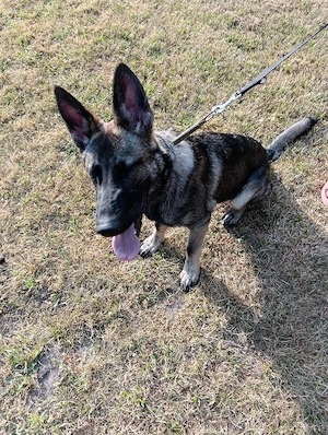 Schäferhund 