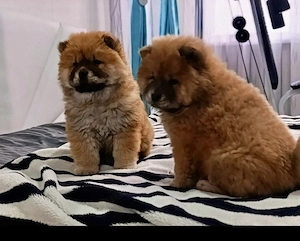 Chow Chow   zwei Mädchen. 