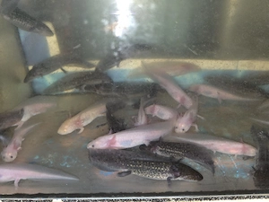 axolotls zuverkaufen 