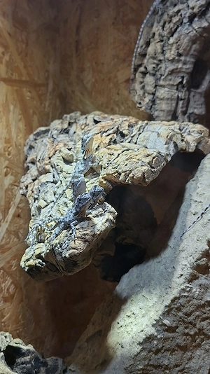 BIETE KRAGENECHSEN - Chlamydosaurus kingii