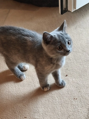 BKH-KITTEN, Mädchen sucht Kuschelplatz,  Seltene Farbe Blue Tortie!