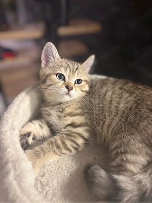 Reinrassiger British-Kurzhaar-Kater (Black Golden Tabby) sucht liebevolles Zuhause