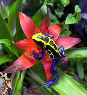 Dendrobates Tinctorius "Nominat" Weibchen abzugeben!