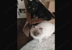 Heilige Birma und EKH Heilige Birma 
