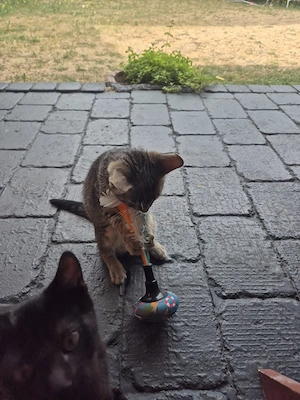 babykitten