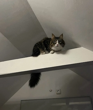 Maincoon Katze abzugeben 