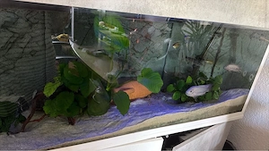 aquarium zu verkaufen