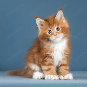 Wunderschöne, verspielte Maine-Coon-Kätzchen