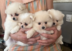 Hübsche Pomeranian Zwergspitz Welpen