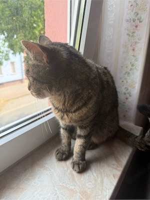 Elsa sucht ein zu Hause