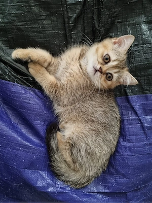 Wunderschönes BKH Tabby Kitten (weiblich)   3 Monate alt