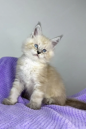 Ein süßes, 3 Monate Dream catcher Maine-Coon-Kätzchen sucht ein liebevolles Zuhause für immer.   