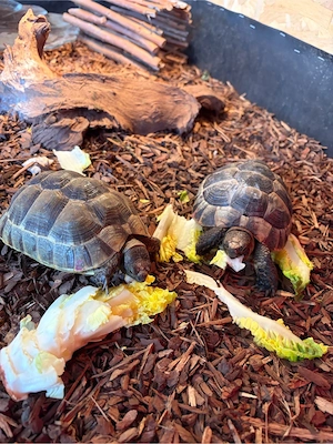 Maurische Landschildkröten