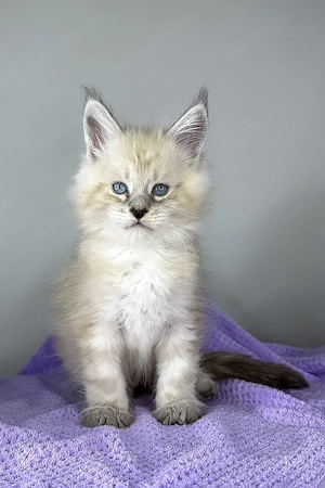 Finde deinen Traum-Maine-Coon-Begleiter   