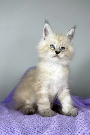 Ein süßes, 3 Monate Dream Catcher Maine-Coon-Kätzchen sucht ein liebevolles Zuhause für immer.     W