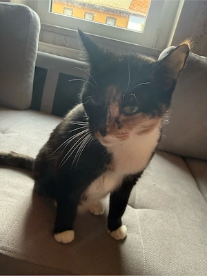 Hauskatze sucht ein ruhiges Plätzchen