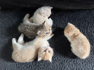 Katzen BKH Kitten 