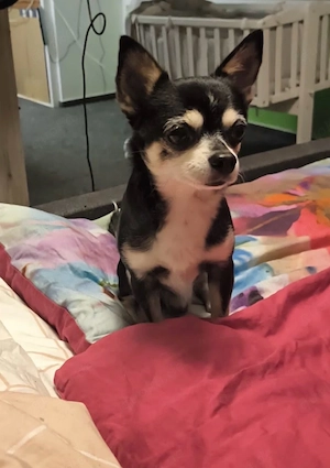 Chihuahua sucht neues zu Hause