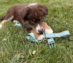 Border Collie  Australien Sheperd Hündin abzugeben