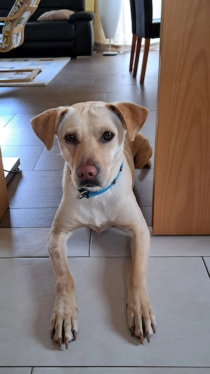 *LEO* Der Rüde ist sehr liebevoll, menschenbezogen und verschmust. Er sucht ein ruhiges Zuhause