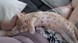 katzen baby 